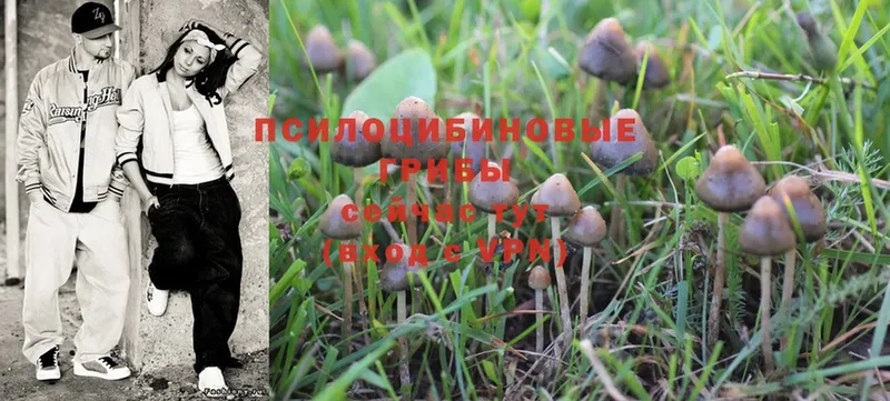 Псилоцибиновые грибы Psilocybe  мориарти телеграм  Старая Купавна 